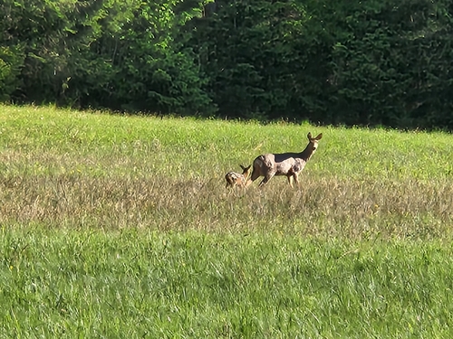 Western Roe Deer