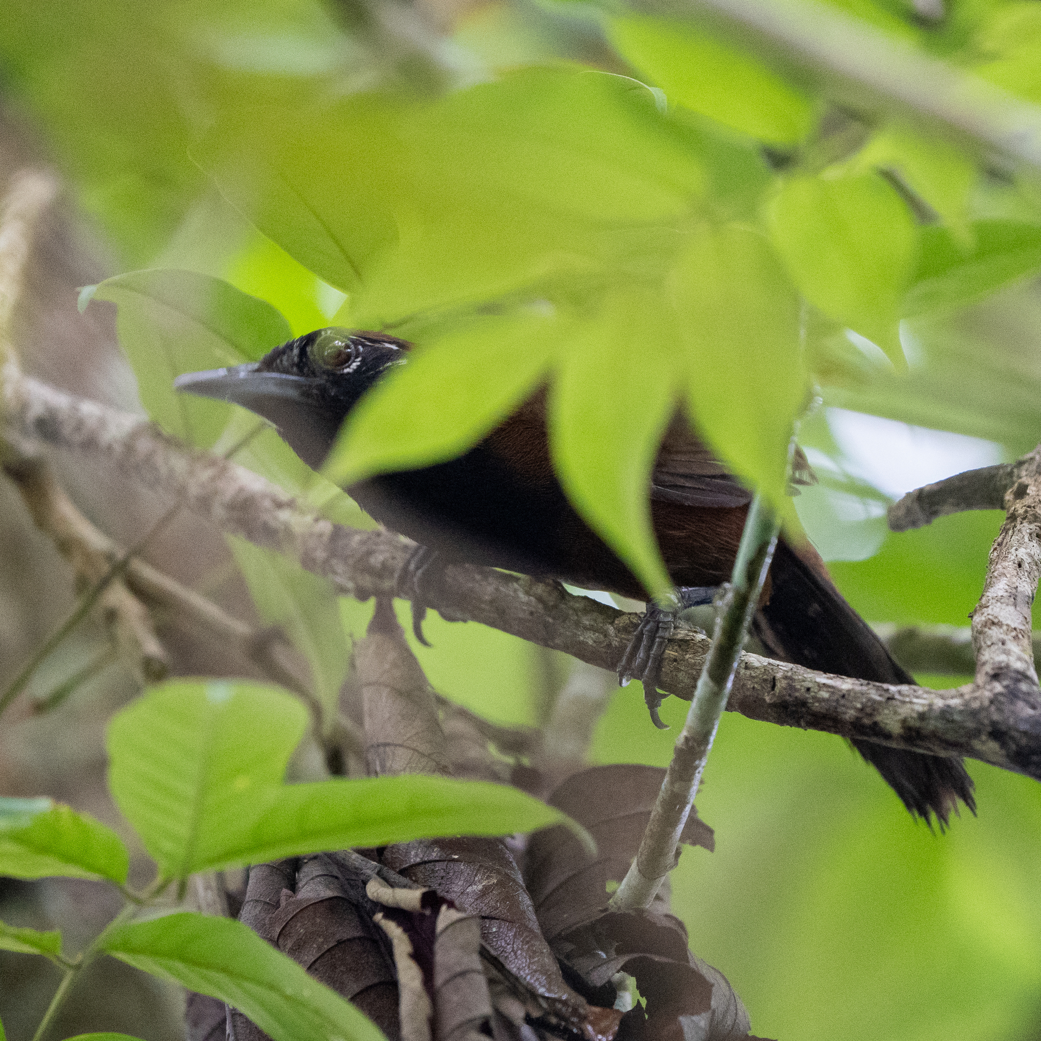 Black-throated Wren (Pheugopedius atrogularis), photo 3
