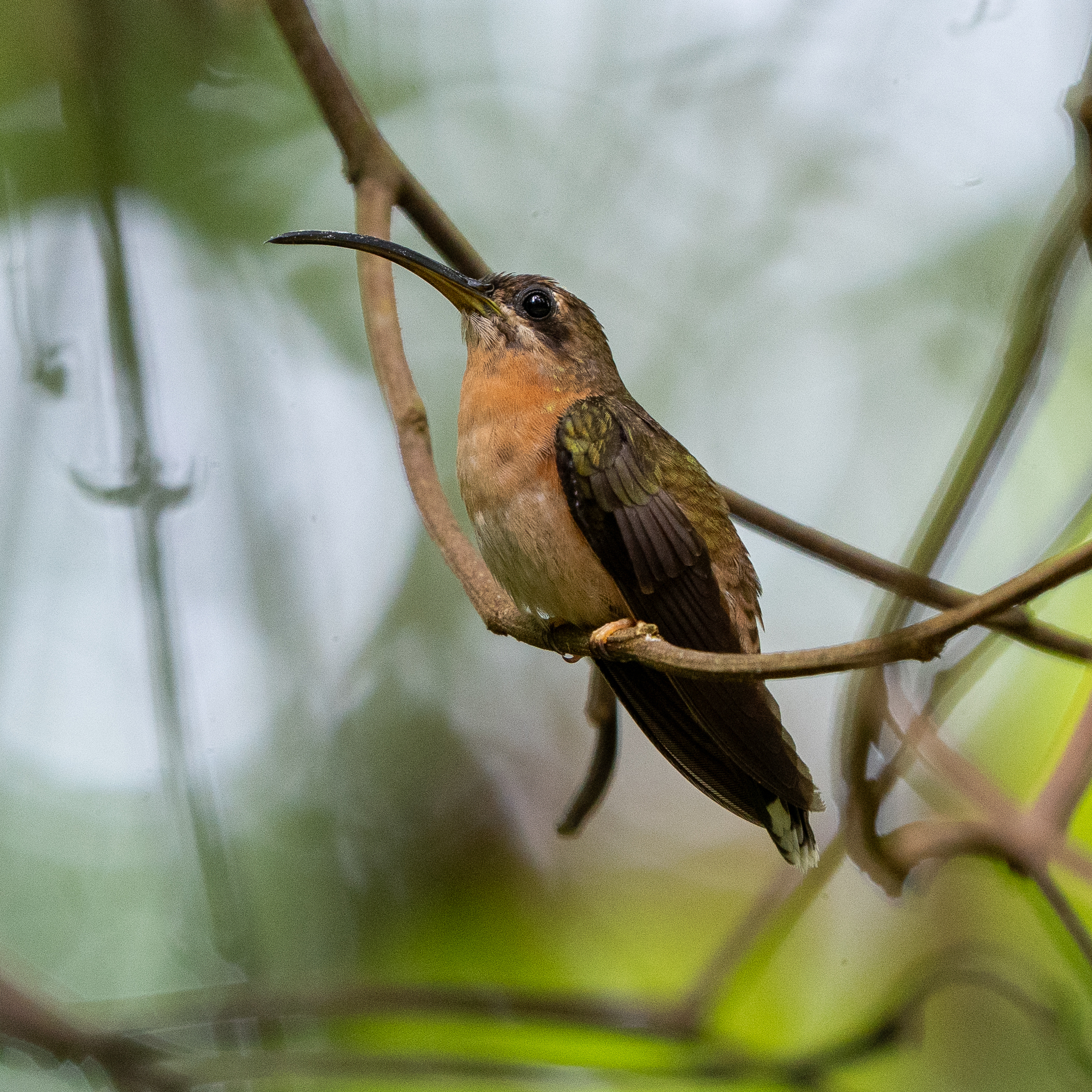 Bronzy Hermit (Glaucis aeneus), photo 2