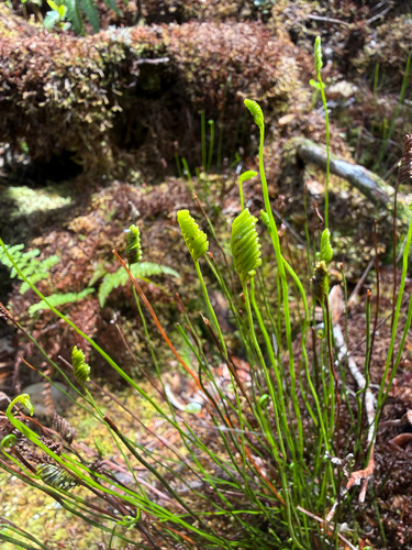Microschizaea robusta observed 2026-04-21