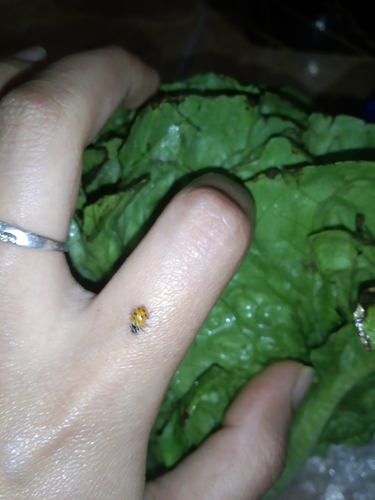 Variegated Lady Beetle