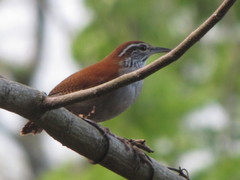 Thryophilus rufalbus