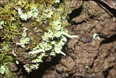 Cladonia rigida