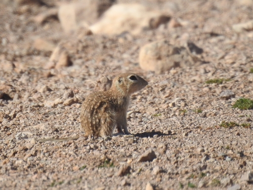Spotted Ground Squirrel observed by joelg151