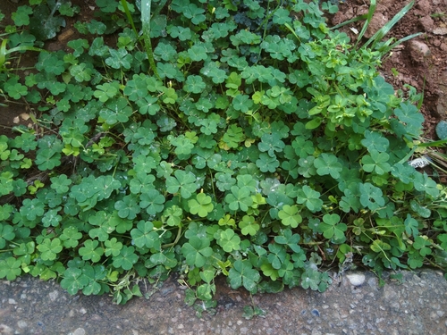 Creeping Woodsorrel