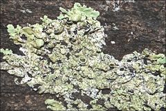 Flavoparmelia rutidota