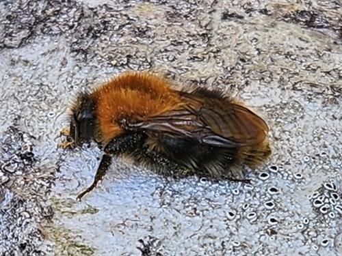 Common Carder Bumble Bee