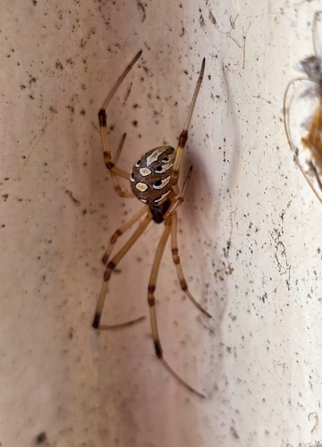 Brown Widow