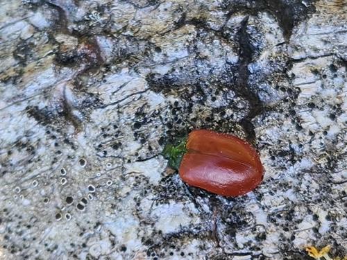 Poplar Leaf Beetle