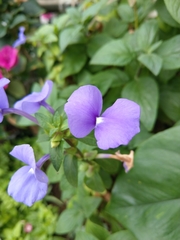 Achetaria azurea