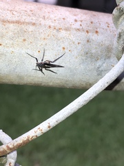 Insecta