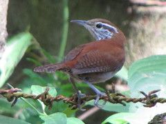 Thryophilus rufalbus