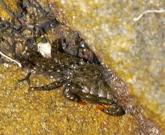 Parasesarma erythodactylum