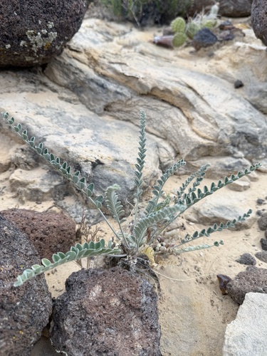 Astragalus mollissimus, photograph 4