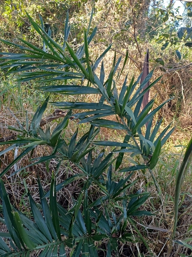 Bactris setosa, photograph 2