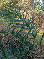 Bactris setosa, photograph (c) JG, some rights reserved (CC BY)