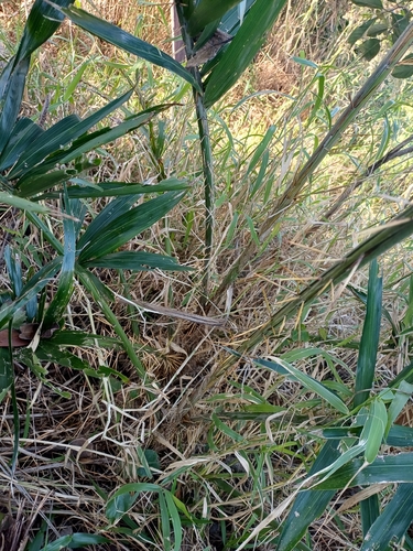 Bactris setosa, photograph 3