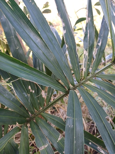 Bactris setosa, photograph 4