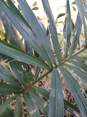 Bactris setosa, photograph (c) JG, some rights reserved (CC BY)