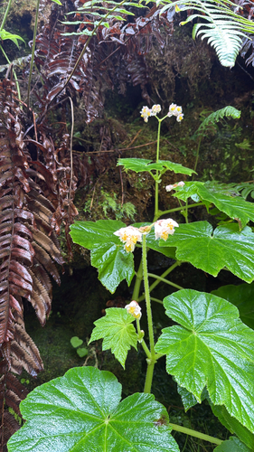 Hillebrandia sandwicensis, 2026-05-15