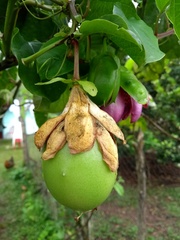 Passiflora alata