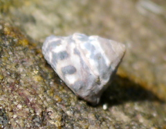 Bembicium auratum