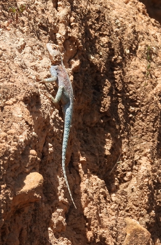 Bibron's Agama