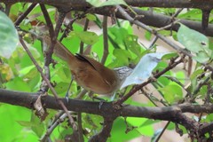 Cantorchilus modestus