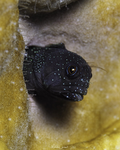 Twinhorn blenny (Coralliozetus cardonae) — Chaenopsidae