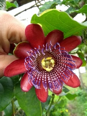 Passiflora alata