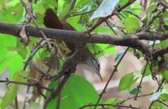 Cantorchilus modestus