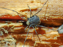 Dendrolasma mirabile