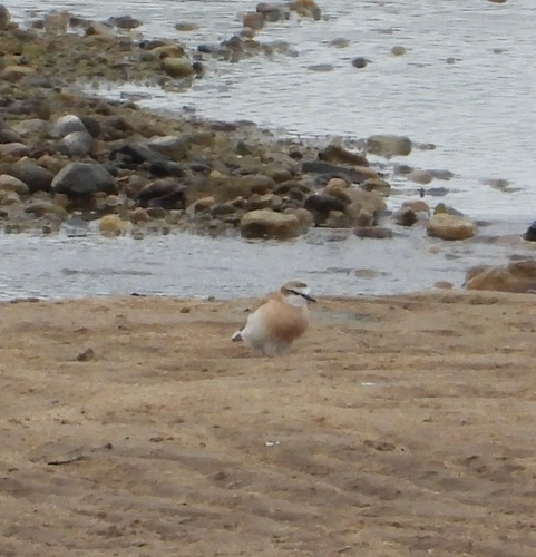 iNaturalist: (c) rastor, some rights reserved (CC BY-NC) iNaturalist image