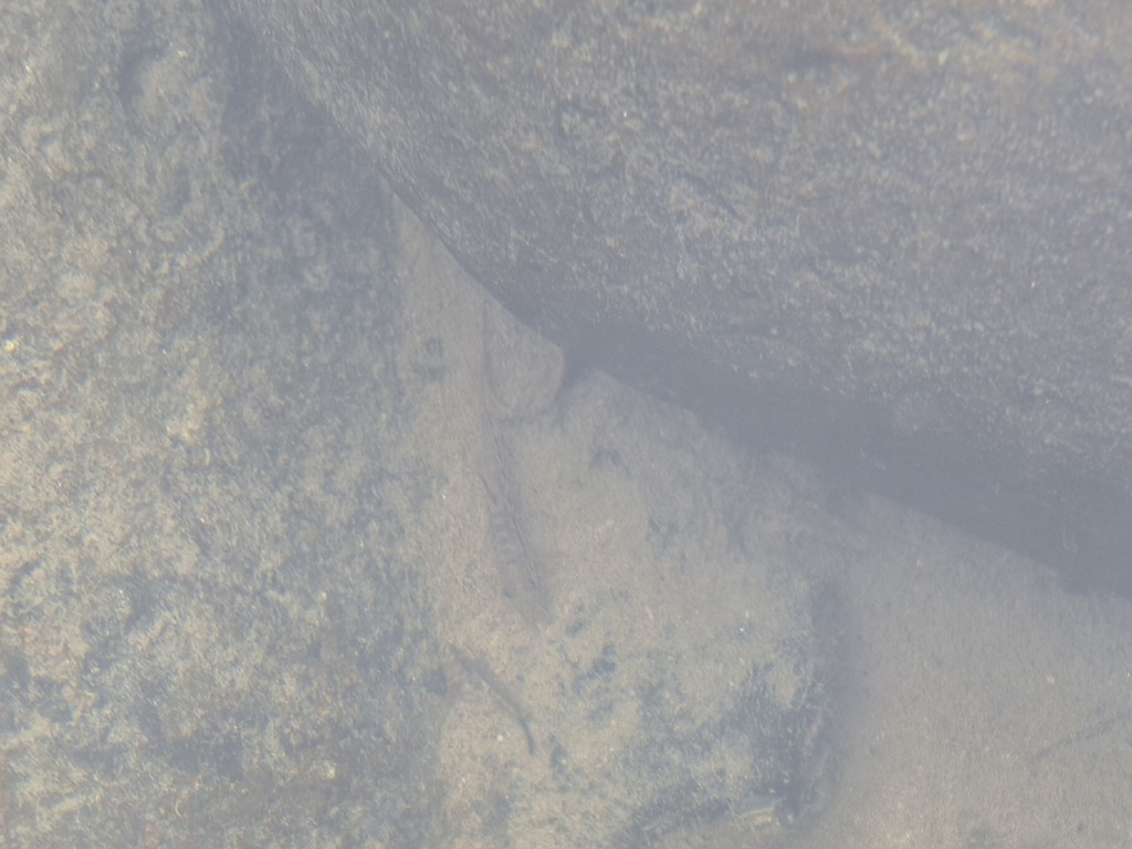 Fraaie modderkruiper (Traccatichthys pulcher) — Nemacheilidae