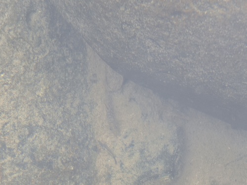 Beautiful loach (Traccatichthys pulcher) — Nemacheilidae