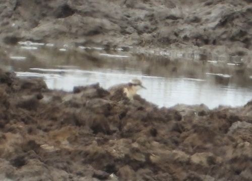 iNaturalist image