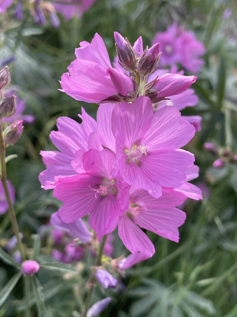 Sidalcea asprella; photograph Cricket Raspet, CC BY, iNaturalist via GBIF