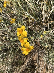 Psilostrophe cooperi