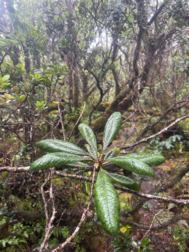 Pittosporum gayanum observed 2026-03-26