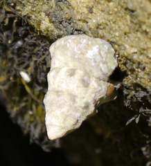 Bembicium auratum
