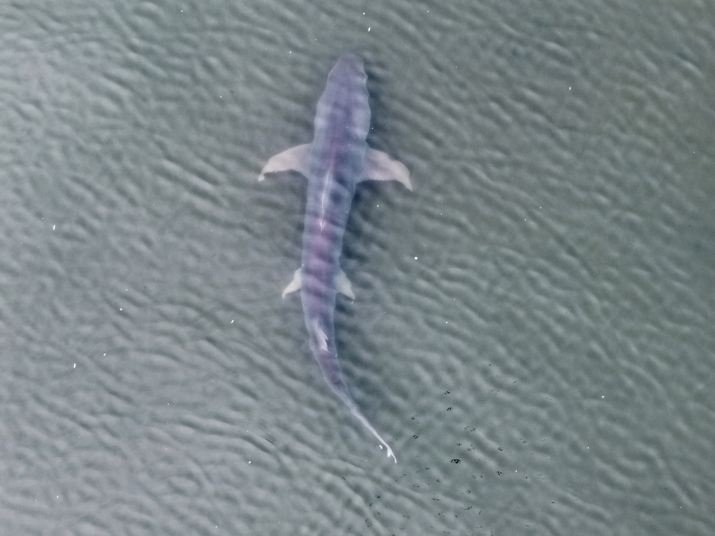 Elliot's grey shark (Hemipristis elongata) — Hemigaleidae