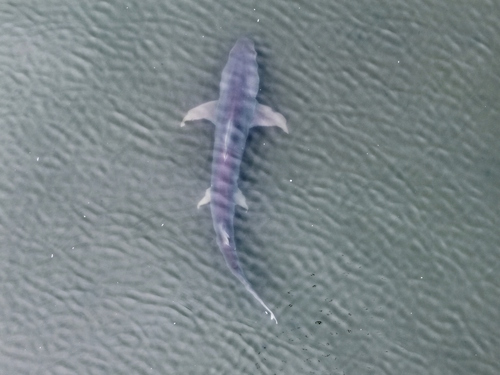 Elliot's grey shark (Hemipristis elongata) — Hemigaleidae