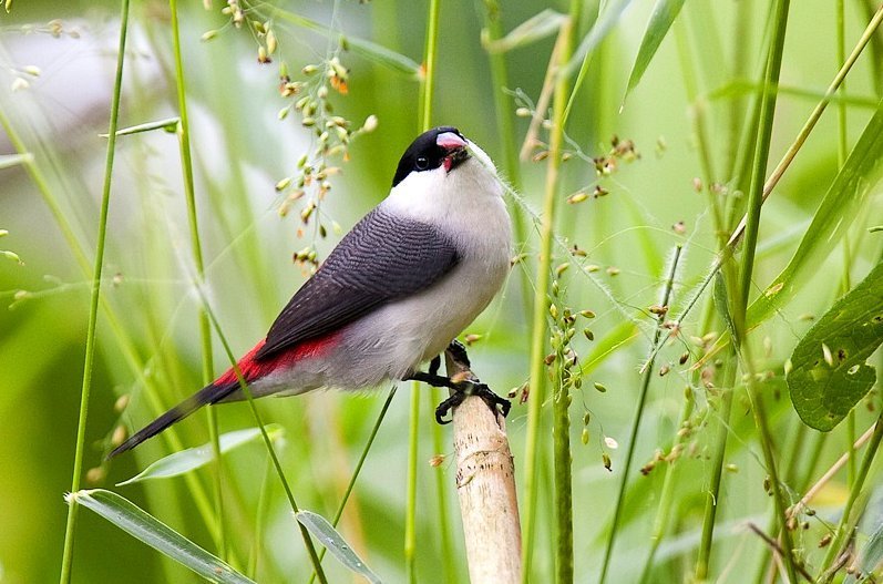 Black-crowned Waxbill (Estrilda nonnula) photo