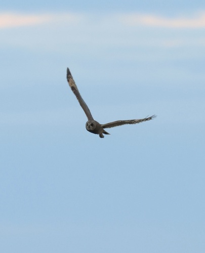 iNaturalist image