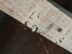 Gasteracantha cancriformis