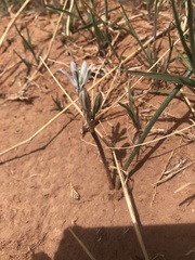 Androstephium breviflorum