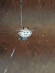 Gasteracantha cancriformis