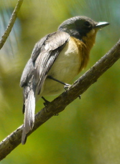 Myiagra cyanoleuca