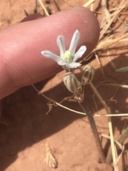 Androstephium breviflorum