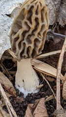Morchella diminutiva